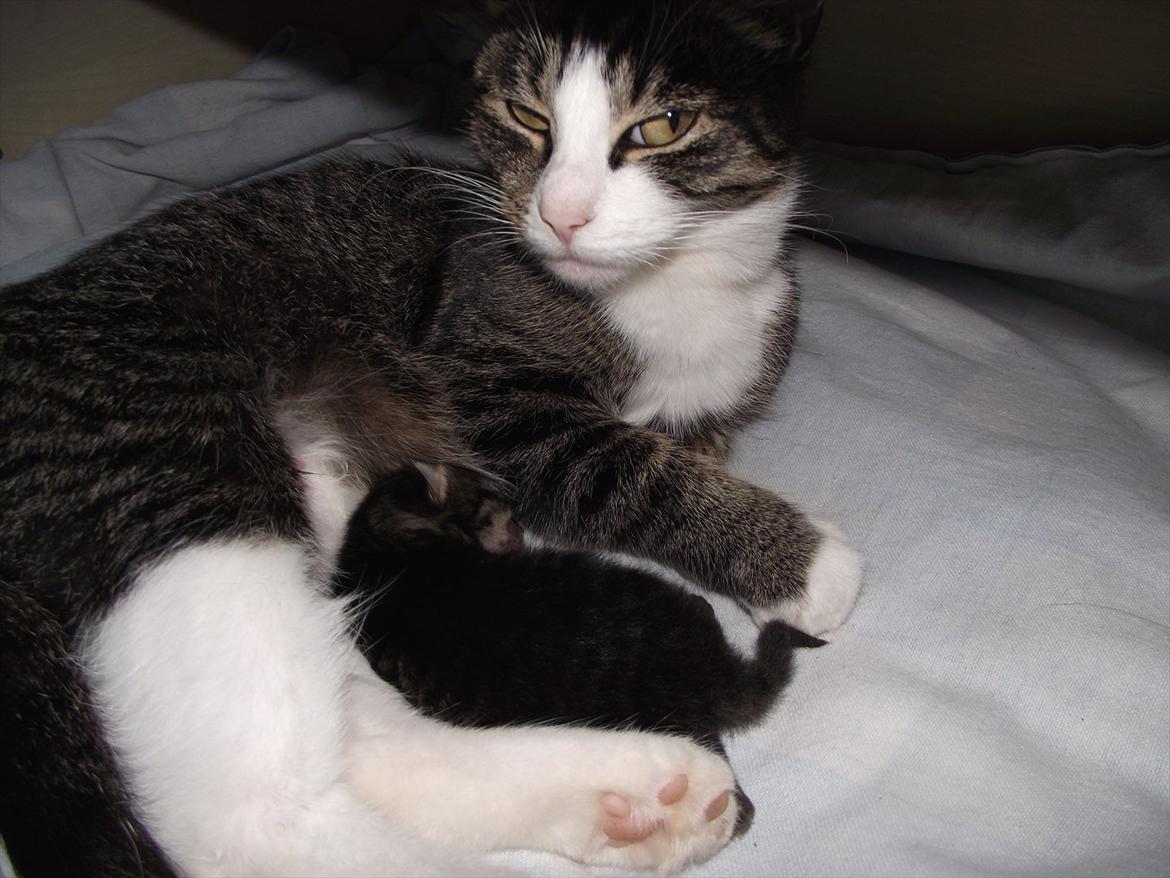 Huskat (lill) Fru. Jensen billede 5