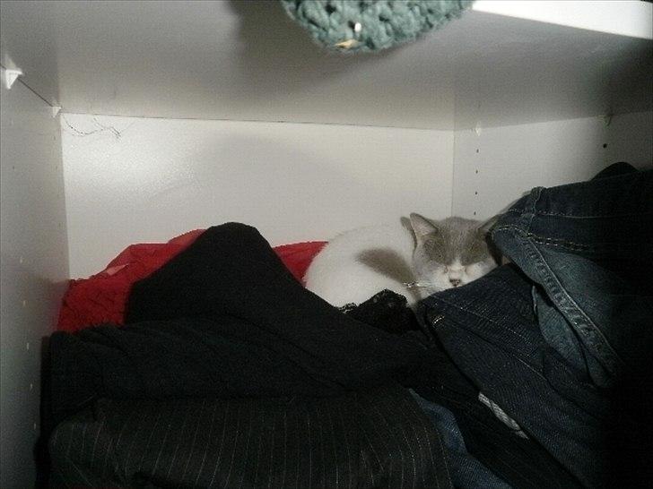 British Shorthair Trille billede 10