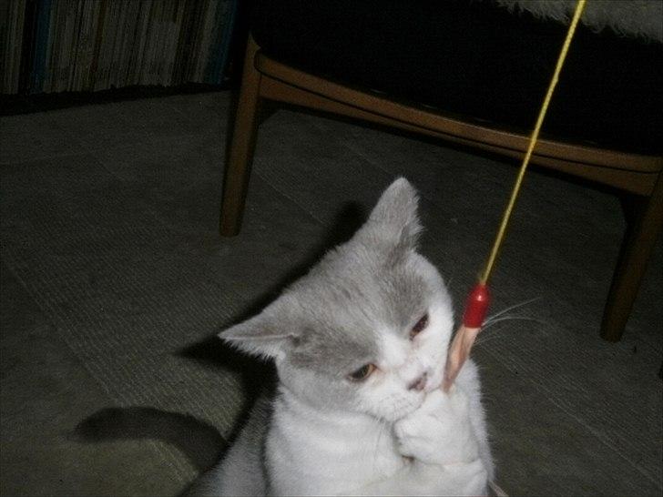 British Shorthair Trille billede 11