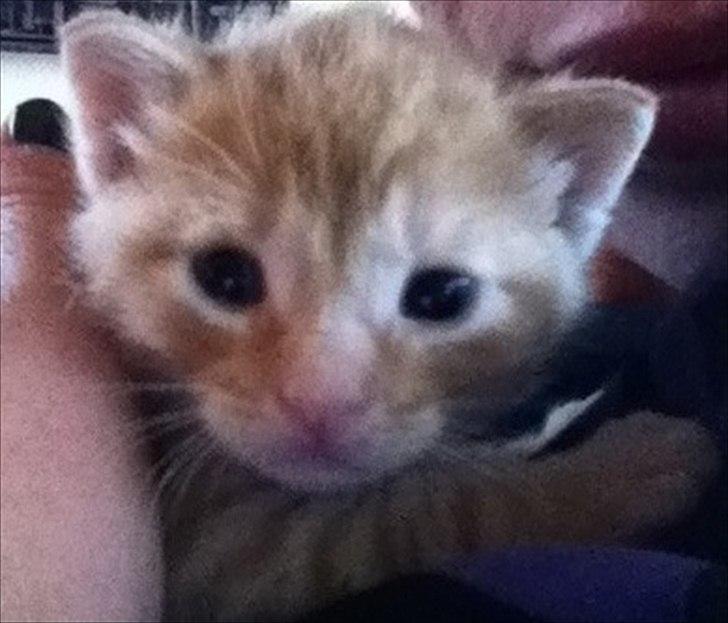 Huskat Milo billede 1