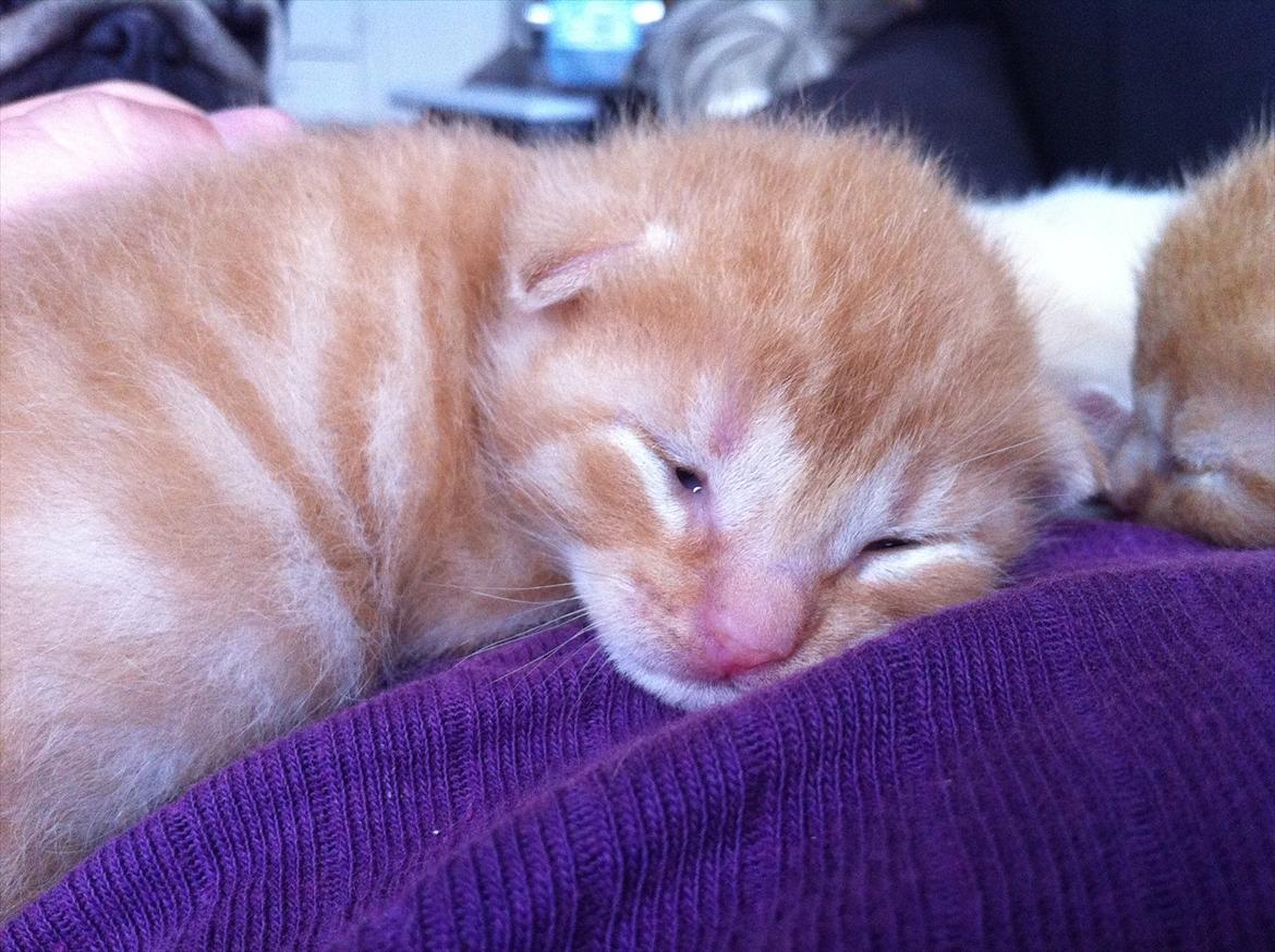 Huskat Milo - Langsomt ved at få øjne billede 2