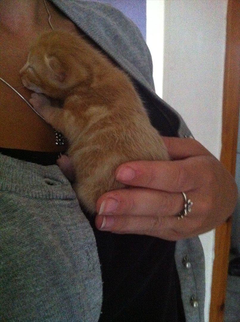 Huskat Milo - Lille baby Milo billede 3