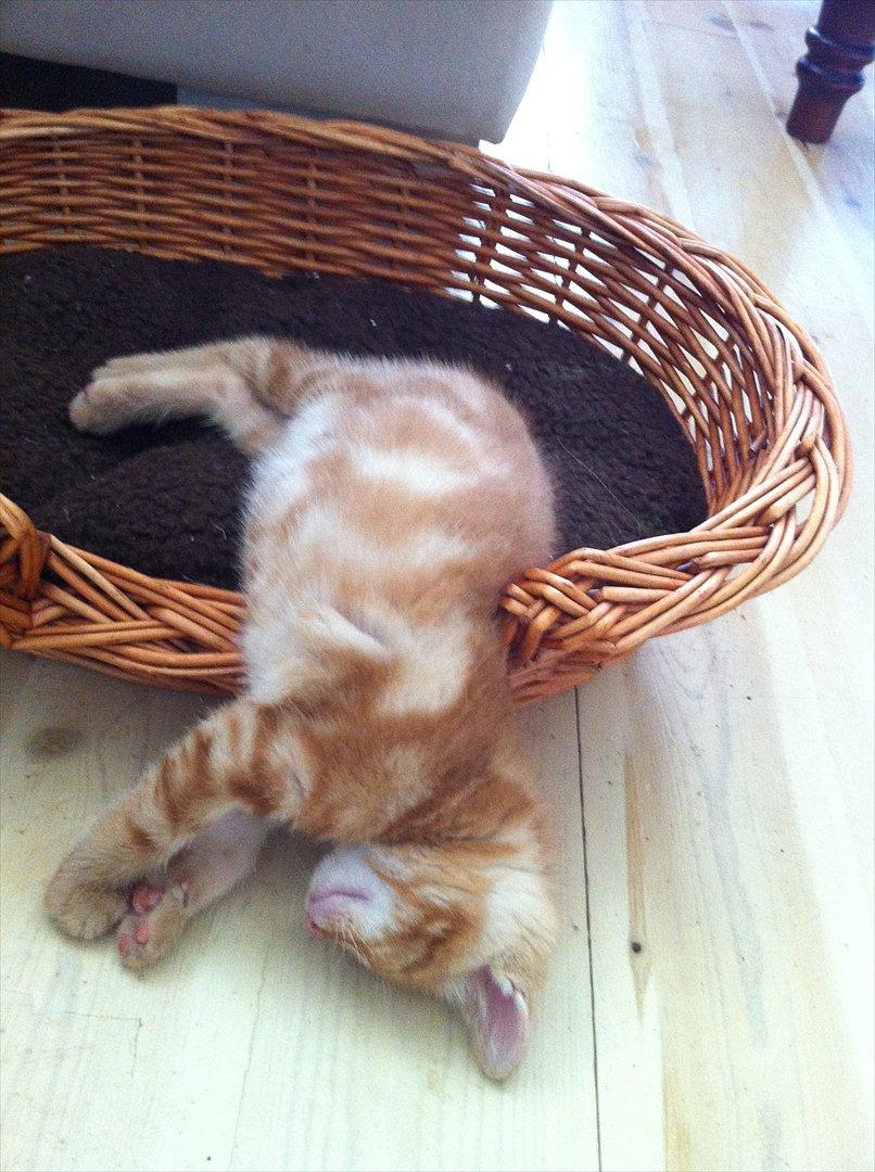 Huskat Milo billede 4