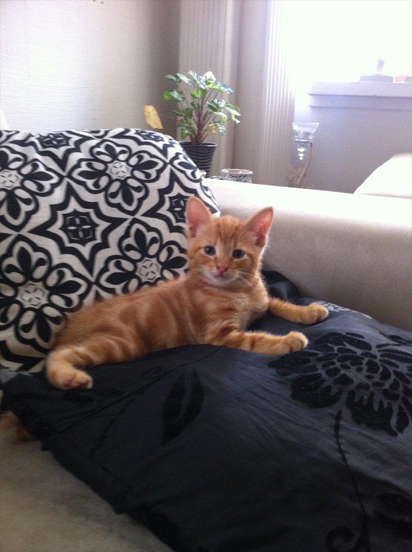 Huskat Milo - Min lækre basse billede 5