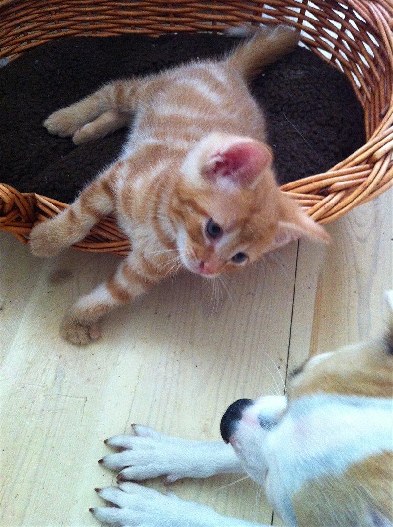 Huskat Milo billede 6