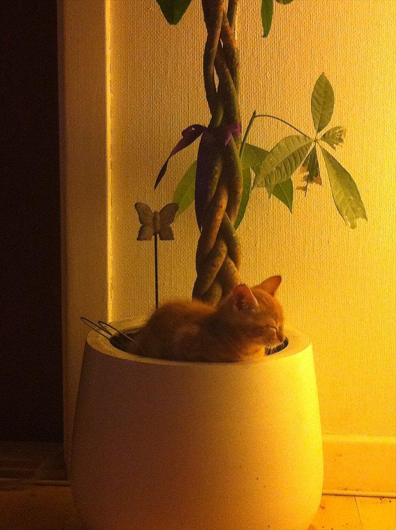 Huskat Milo billede 7