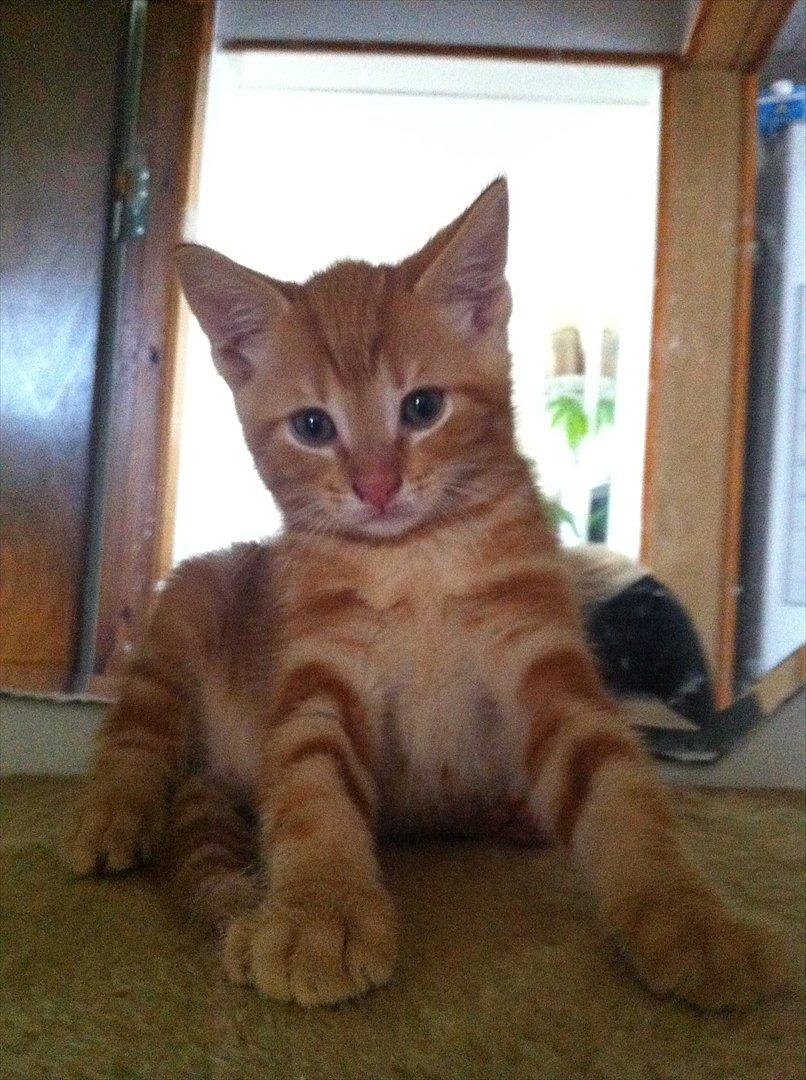 Huskat Milo billede 8