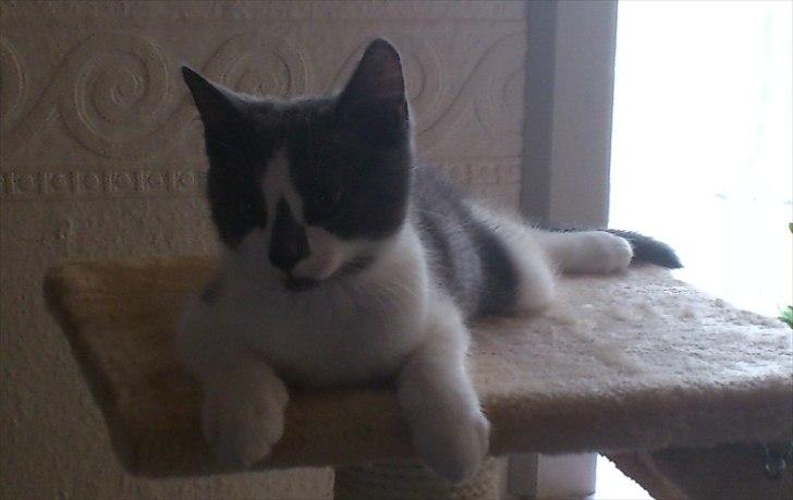 Blanding af racer Nuller a.k.a. Whiskey billede 1