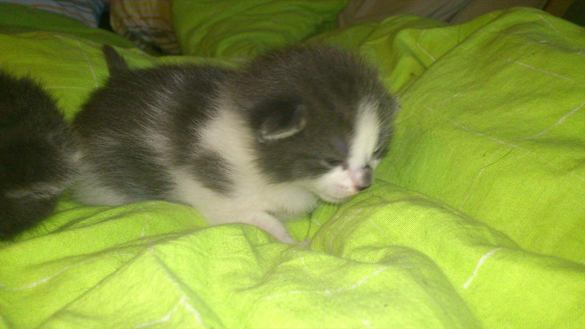 Blanding af racer Nuller a.k.a. Whiskey billede 2