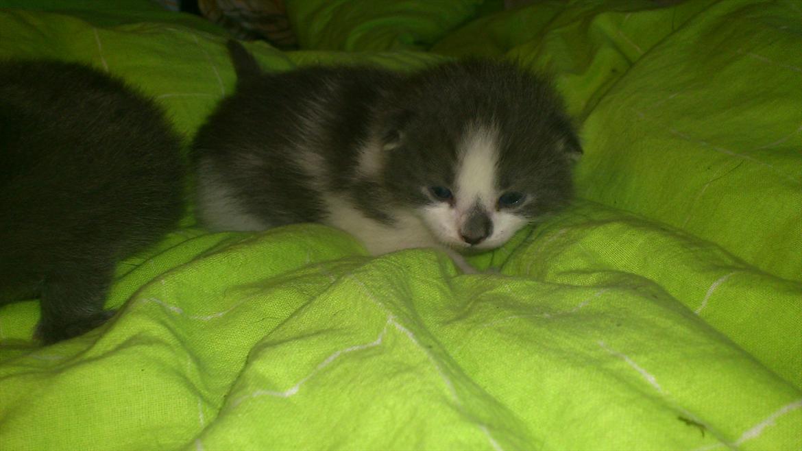 Blanding af racer Nuller a.k.a. Whiskey billede 3