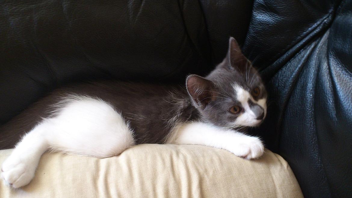 Blanding af racer Nuller a.k.a. Whiskey billede 4