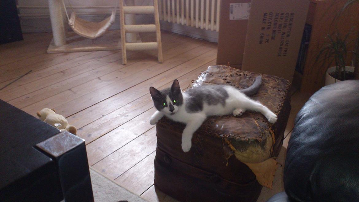 Blanding af racer Nuller a.k.a. Whiskey billede 6