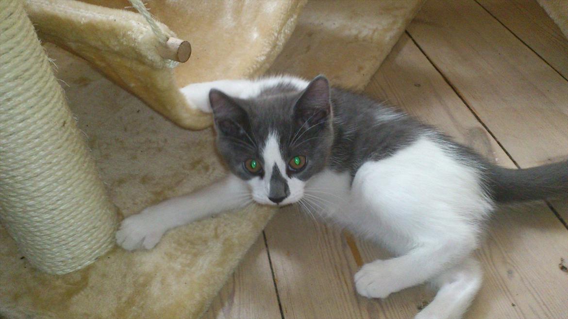 Blanding af racer Nuller a.k.a. Whiskey billede 7