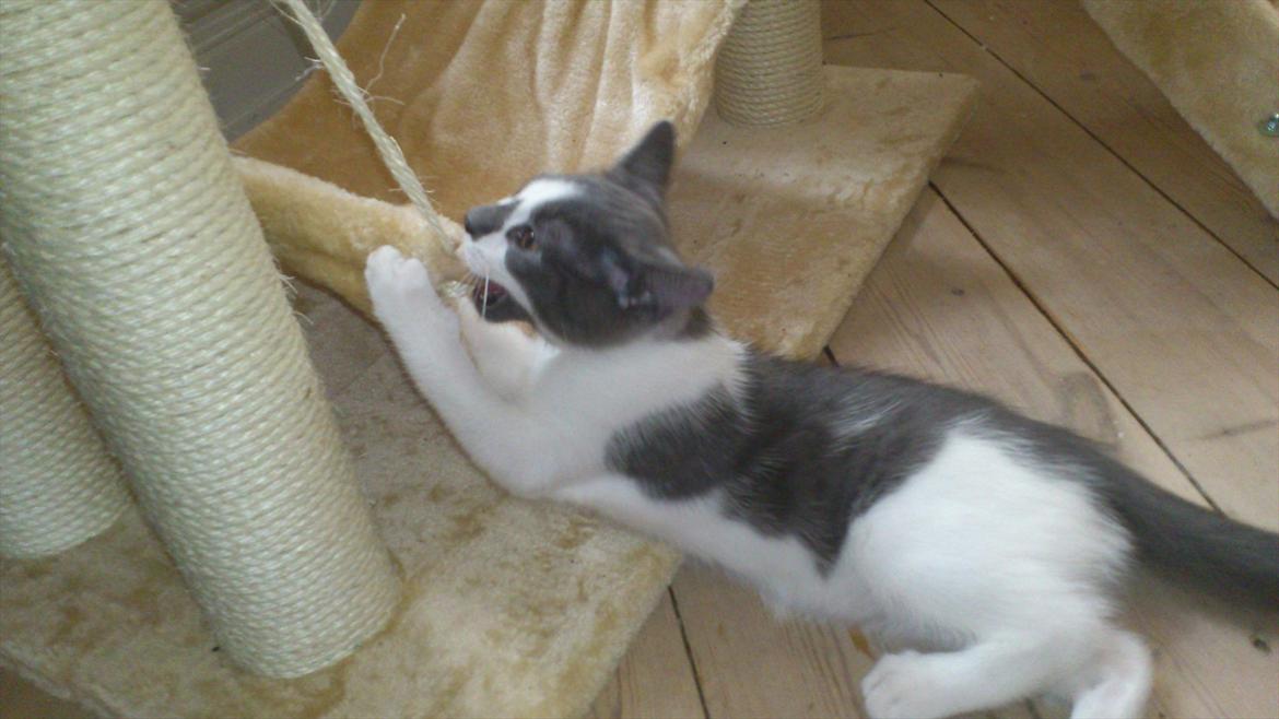 Blanding af racer Nuller a.k.a. Whiskey billede 8