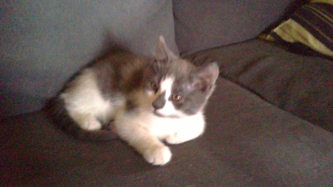 Blanding af racer Nuller a.k.a. Whiskey billede 10