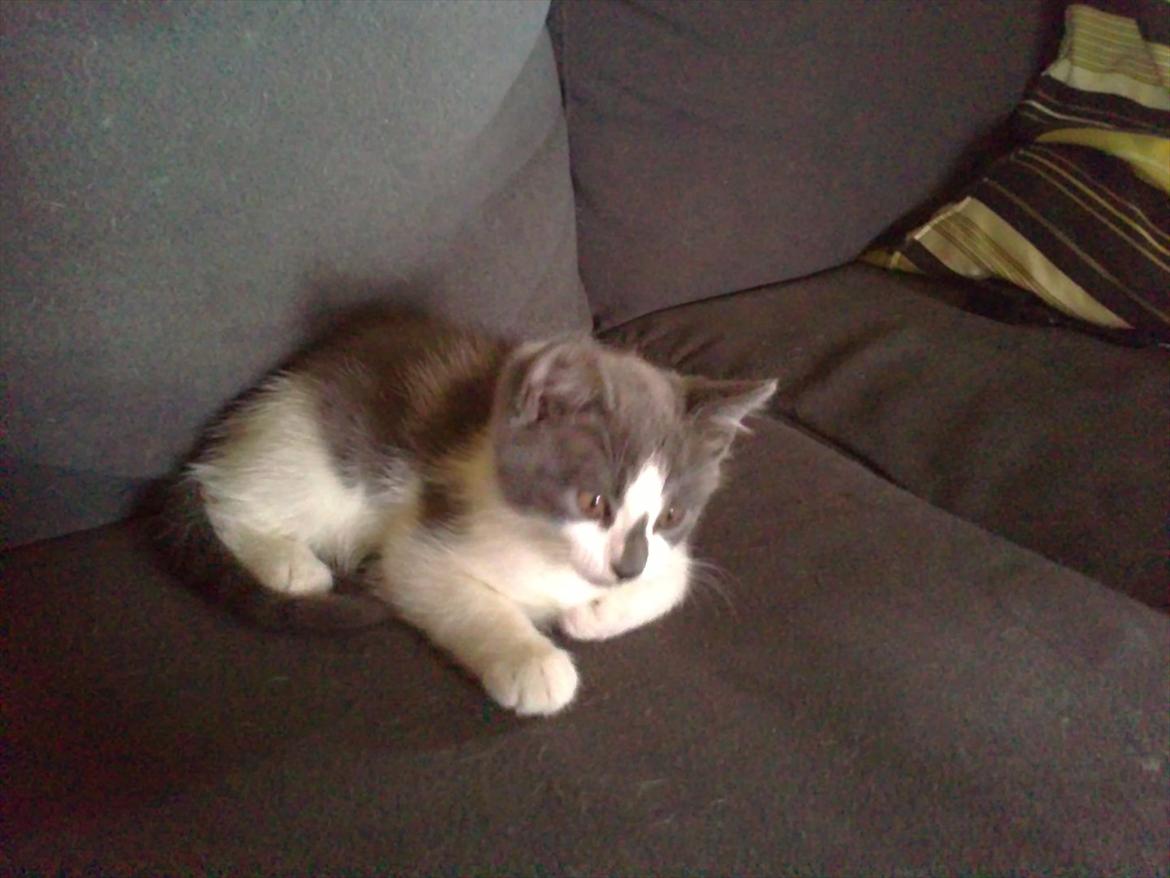 Blanding af racer Nuller a.k.a. Whiskey billede 11