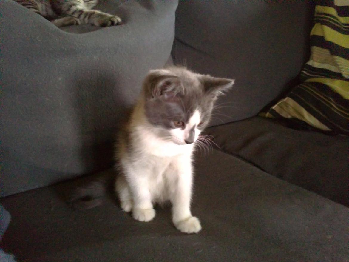 Blanding af racer Nuller a.k.a. Whiskey billede 12