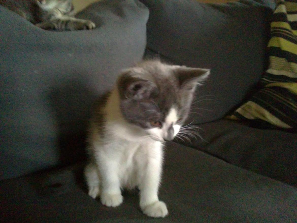 Blanding af racer Nuller a.k.a. Whiskey billede 13