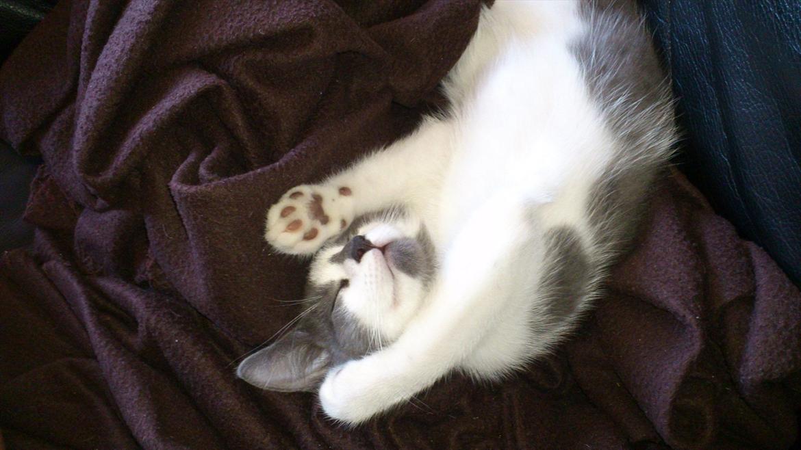 Blanding af racer Nuller a.k.a. Whiskey billede 14