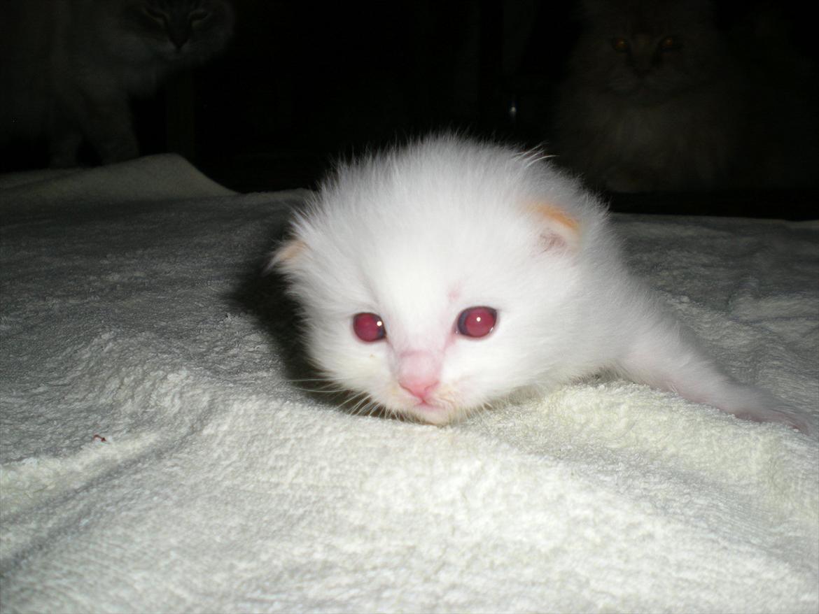 Ragdoll DK Wrensted Nemo - 2,5 uge billede 2