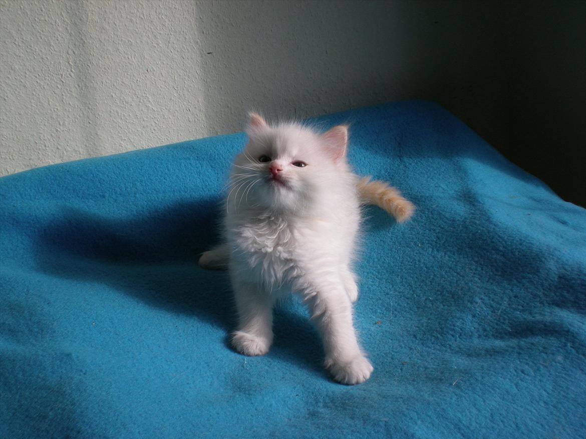 Ragdoll DK Wrensted Nemo - 7 uger billede 3