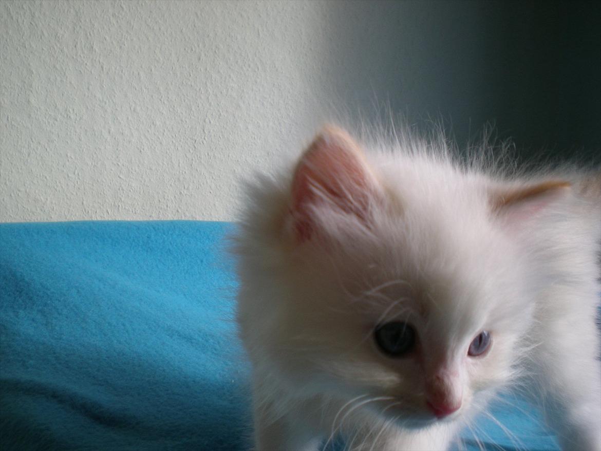 Ragdoll DK Wrensted Nemo - 7 uger billede 4