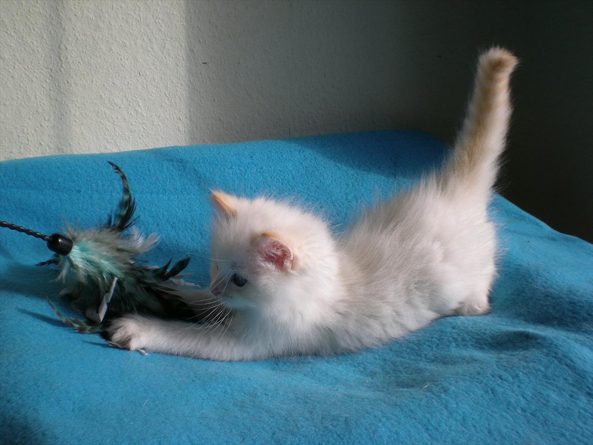 Ragdoll DK Wrensted Nemo - 7 uger billede 5