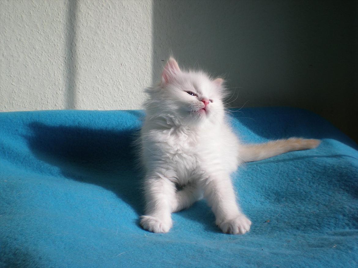 Ragdoll DK Wrensted Nemo - 7 uger billede 6