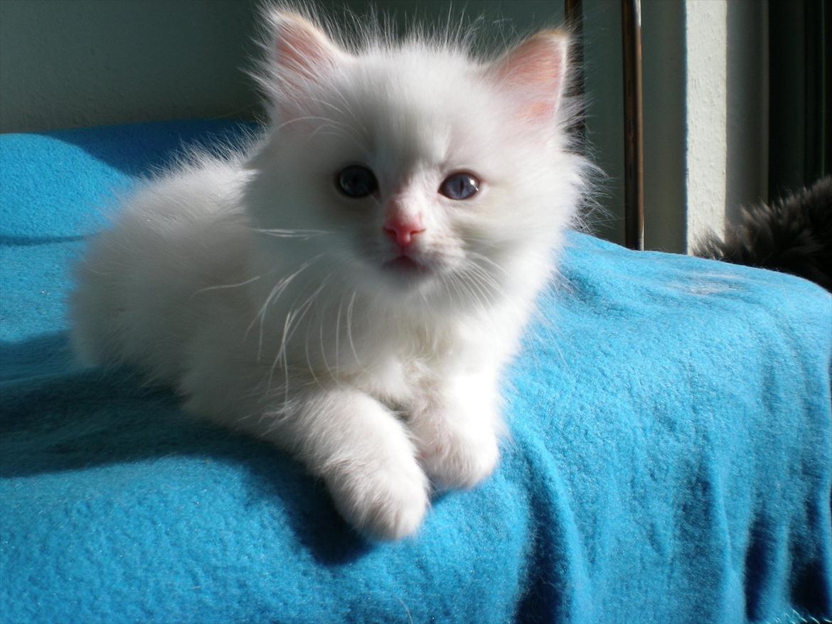 Ragdoll DK Wrensted Nemo - 7 uger billede 7