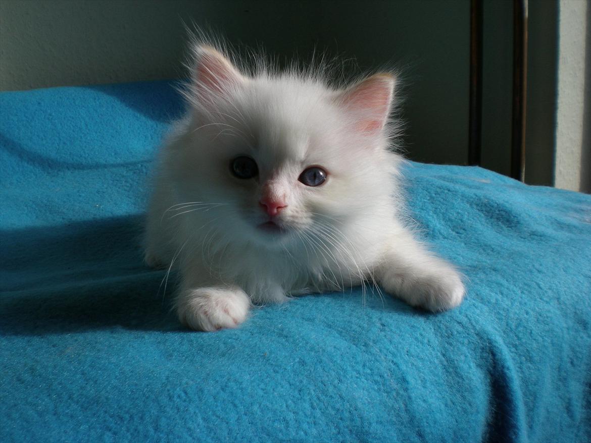 Ragdoll DK Wrensted Nemo - 7 uger billede 8