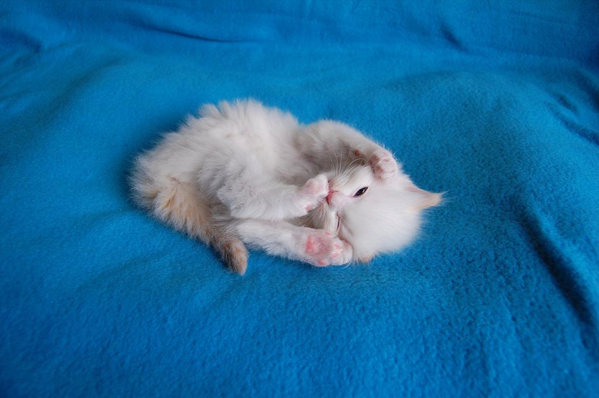 Ragdoll DK Wrensted Nemo - 5 uger billede 11