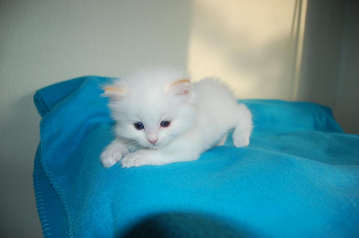 Ragdoll DK Wrensted Nemo - 5 uger billede 12