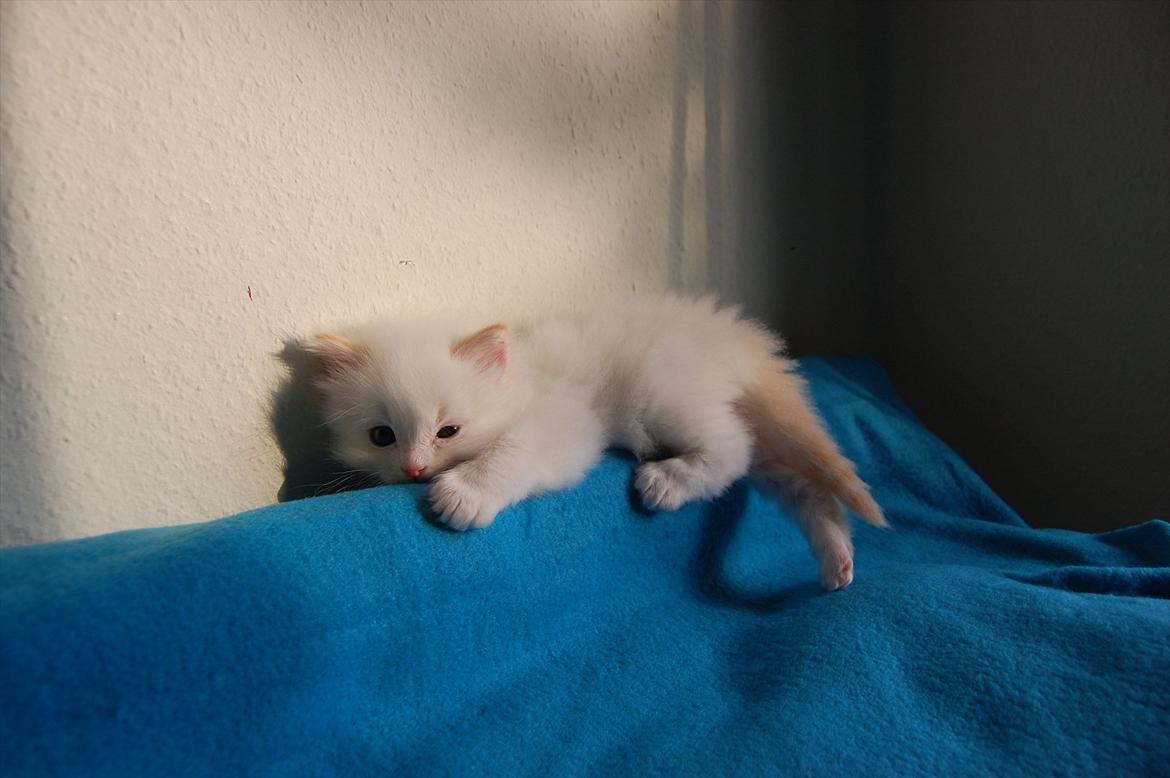 Ragdoll DK Wrensted Nemo - 5 uger billede 13