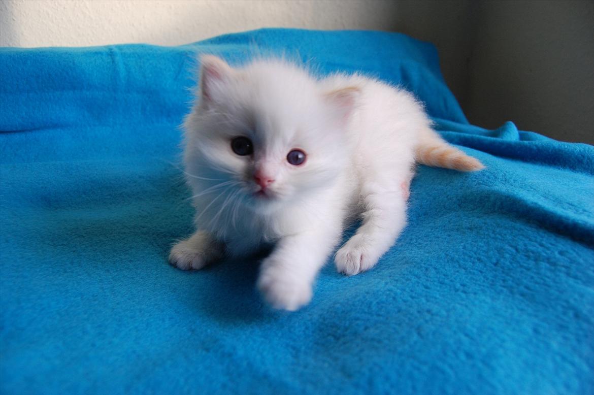 Ragdoll DK Wrensted Nemo - 5 uger billede 14