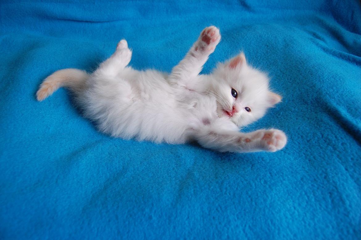 Ragdoll DK Wrensted Nemo - 5 uger billede 17