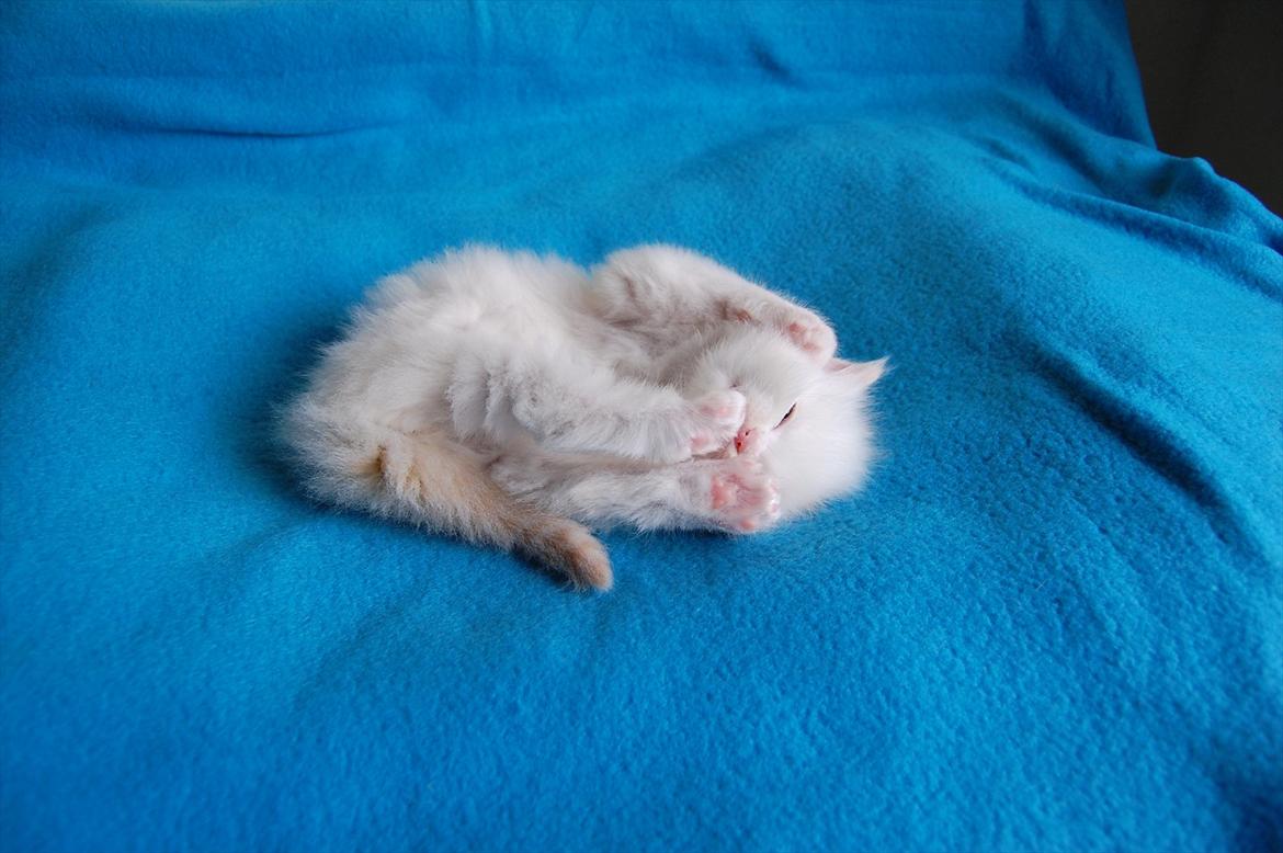 Ragdoll DK Wrensted Nemo - 5 uger billede 18