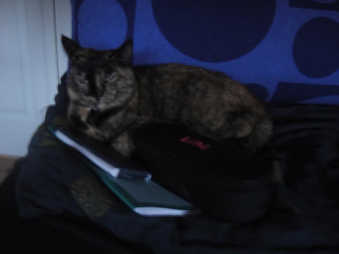 Huskat Kira billede 9