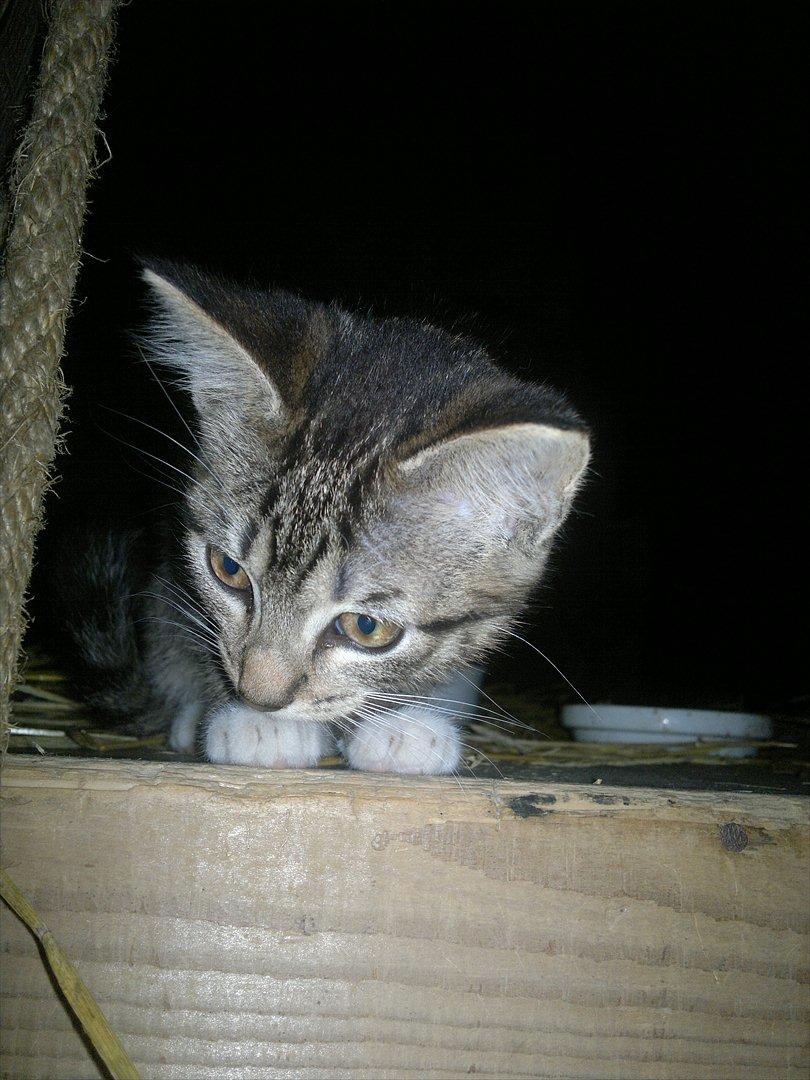 Blanding af racer Kanøfle - Charmetrolden. billede 2