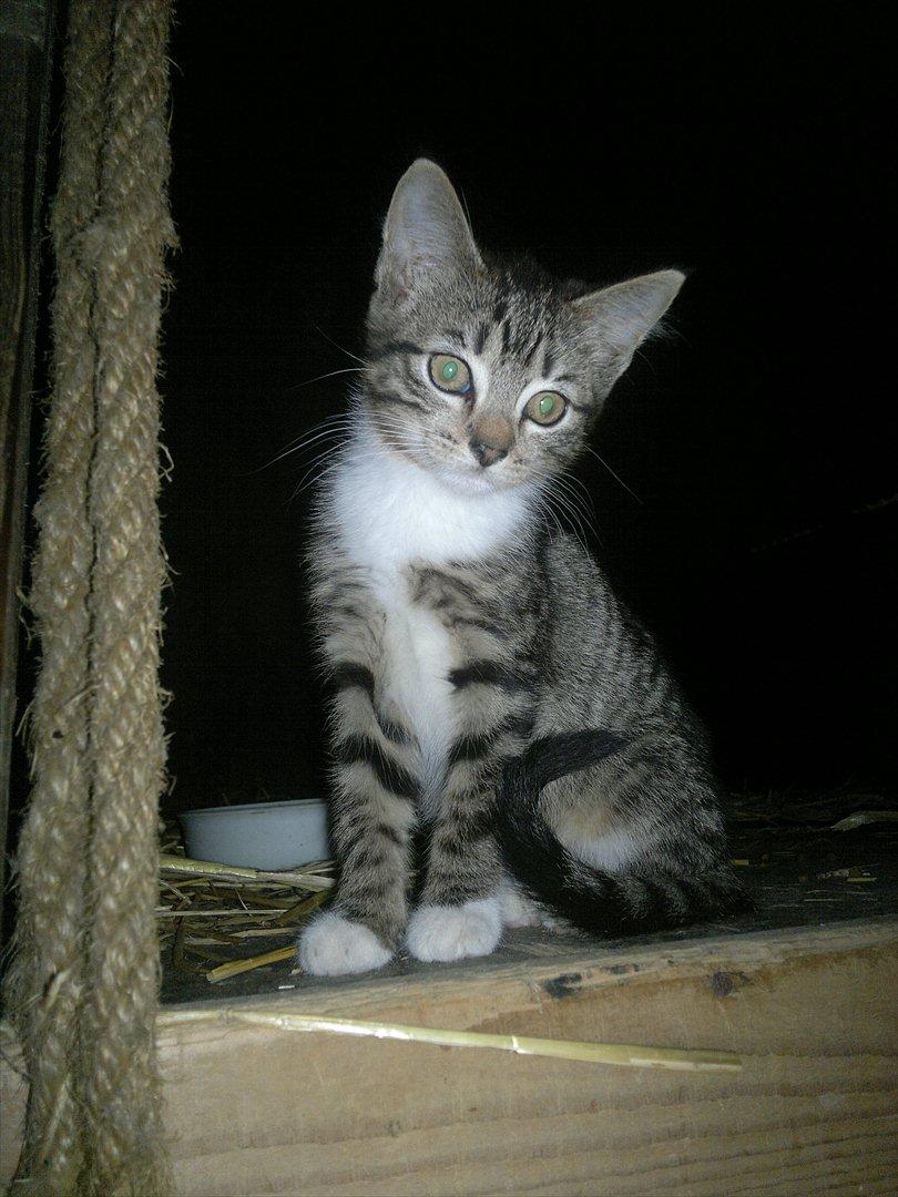 Blanding af racer Kanøfle - Poserer. billede 3