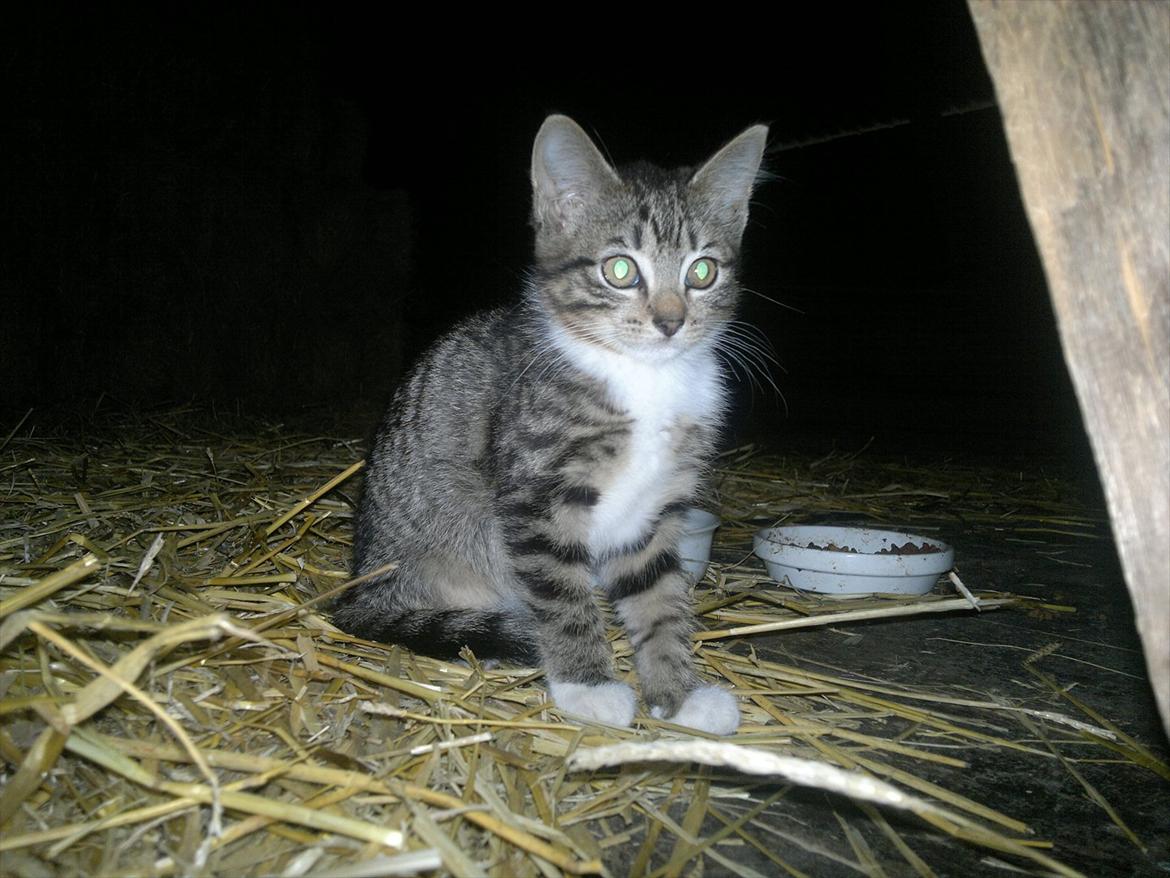 Blanding af racer Kanøfle billede 4