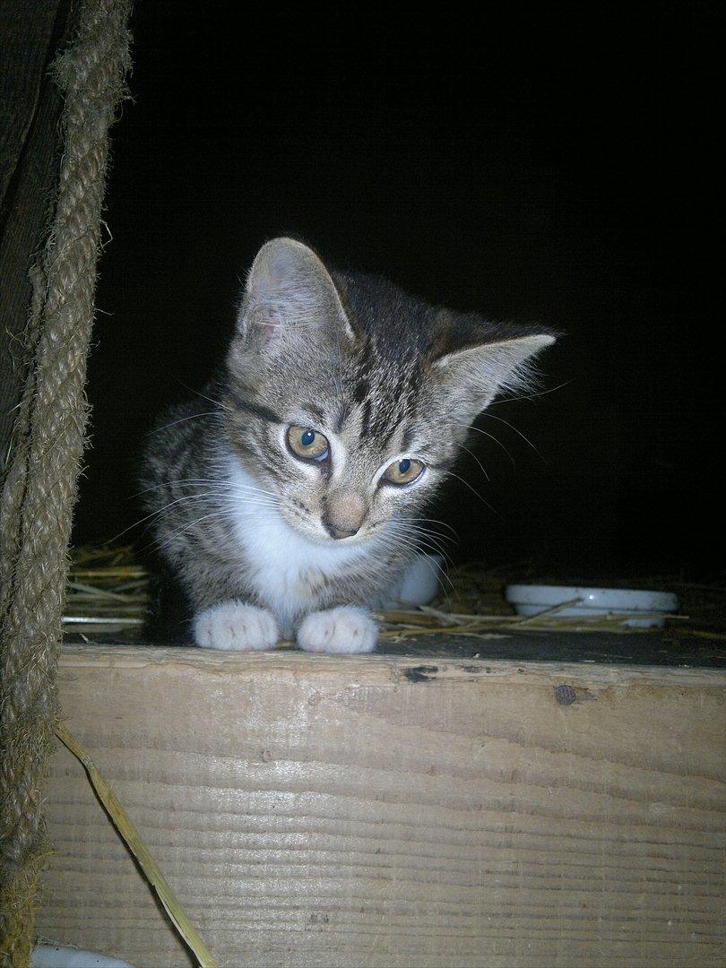 Blanding af racer Kanøfle billede 5