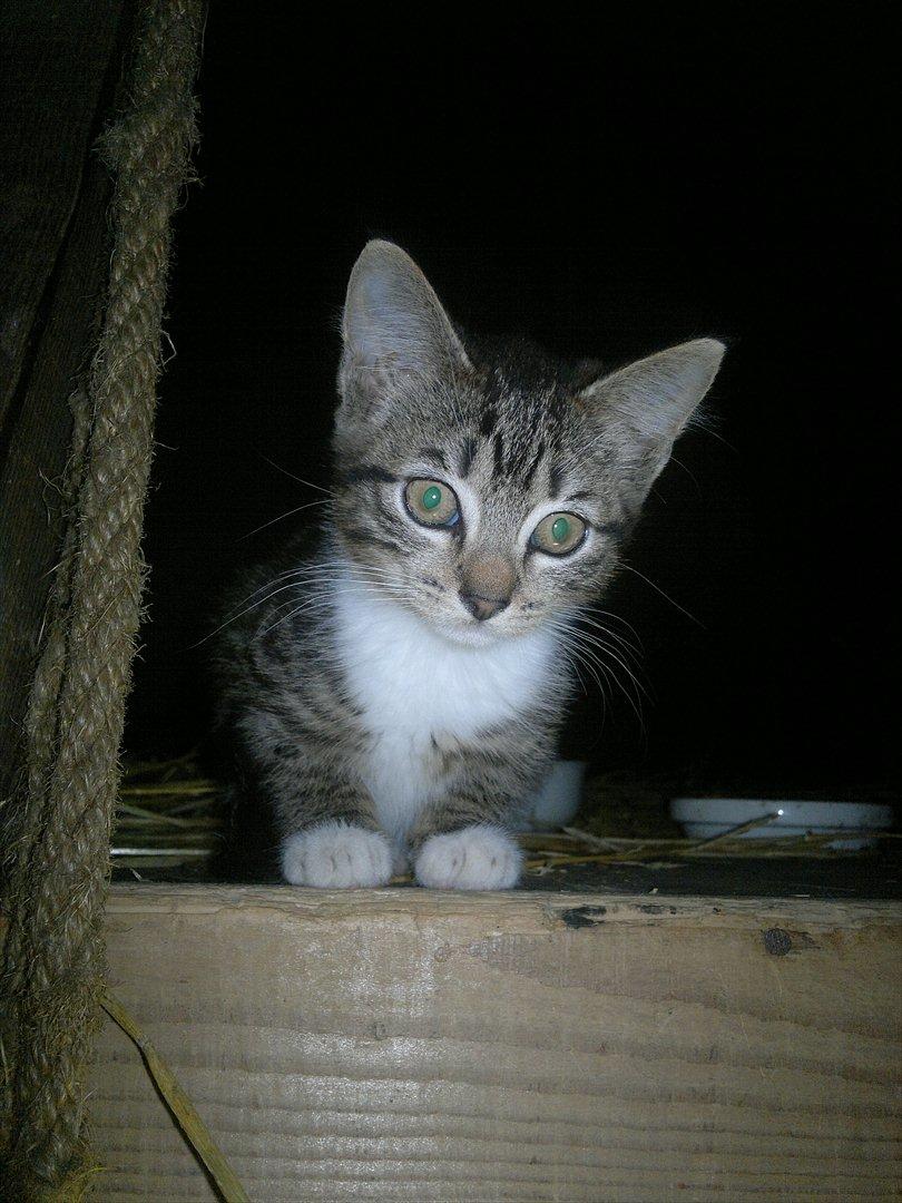 Blanding af racer Kanøfle billede 6