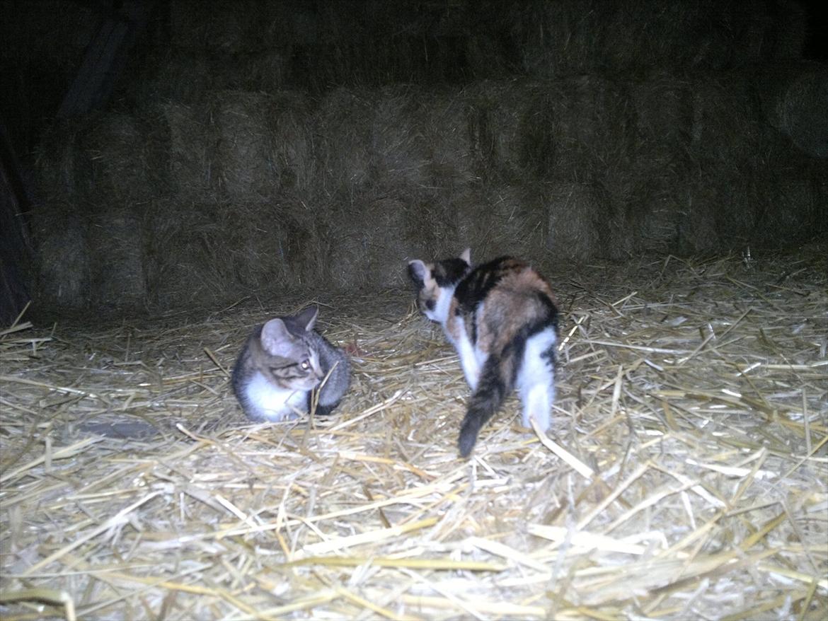 Blanding af racer Kanøfle - Med søster. billede 7