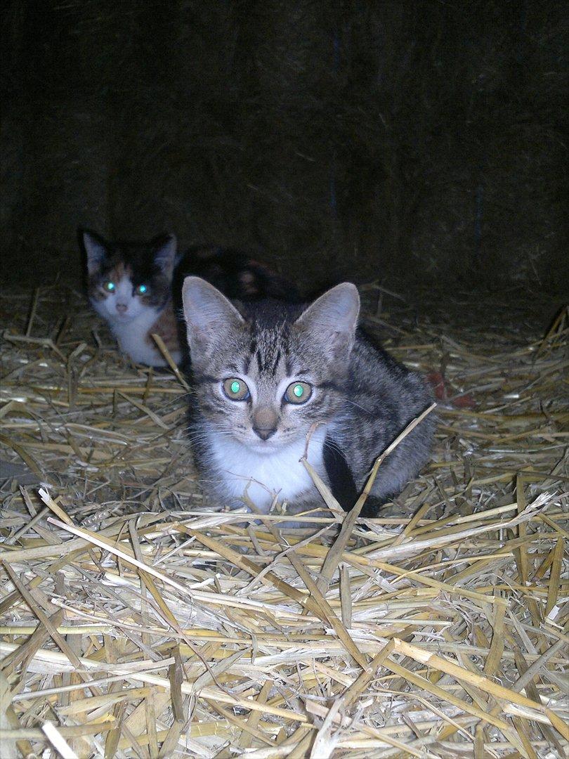 Blanding af racer Kanøfle billede 8