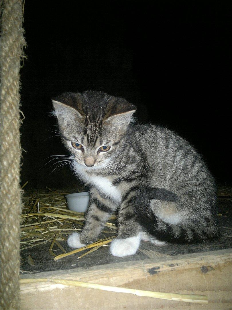 Blanding af racer Kanøfle billede 9