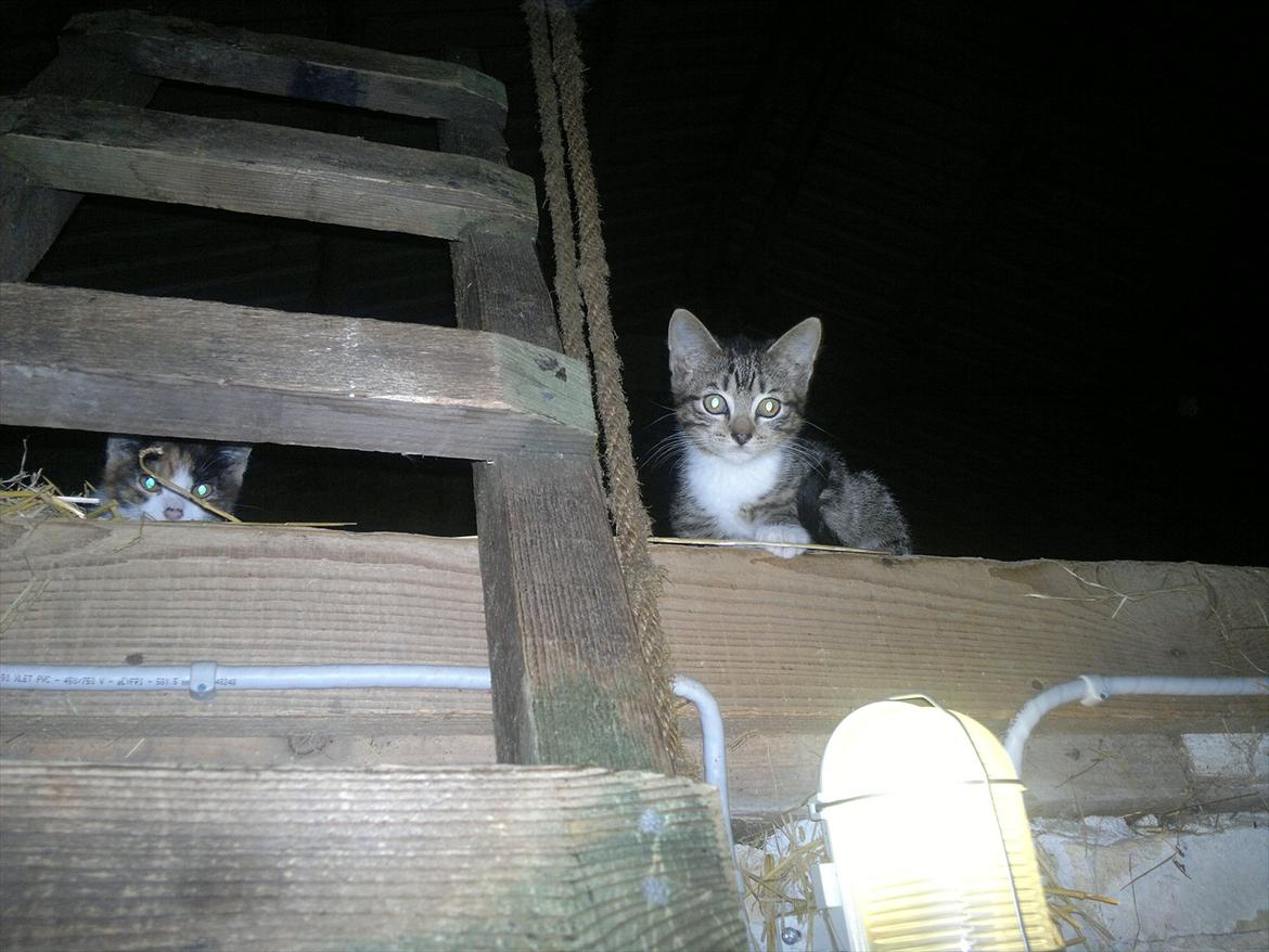 Blanding af racer Kanøfle - Tittebøøh, sidder og holder vagt ved stigen. billede 10