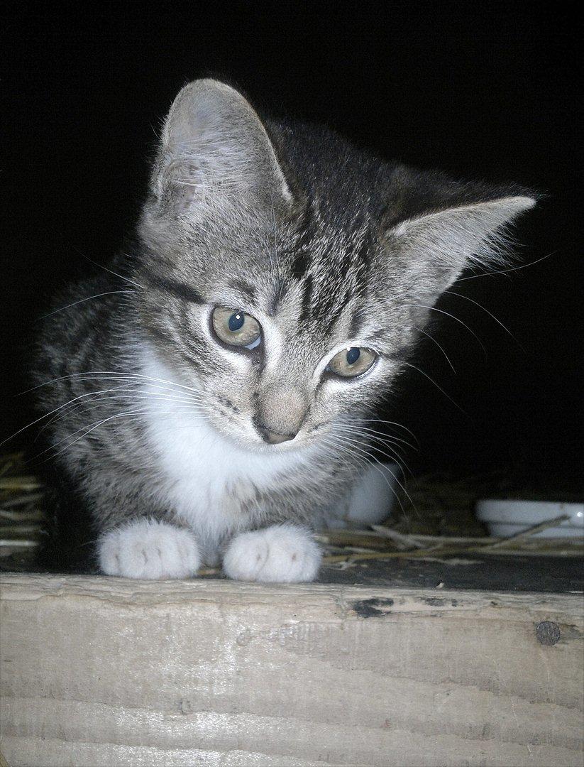 Blanding af racer Kanøfle - Smuk. billede 1