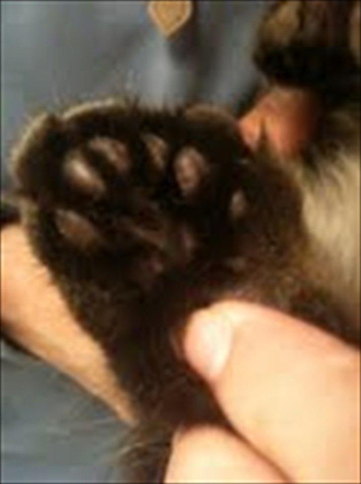 Blanding af racer Sigurd L. Vantekat(Ziggy) - bagpote 7 tæer billede 7