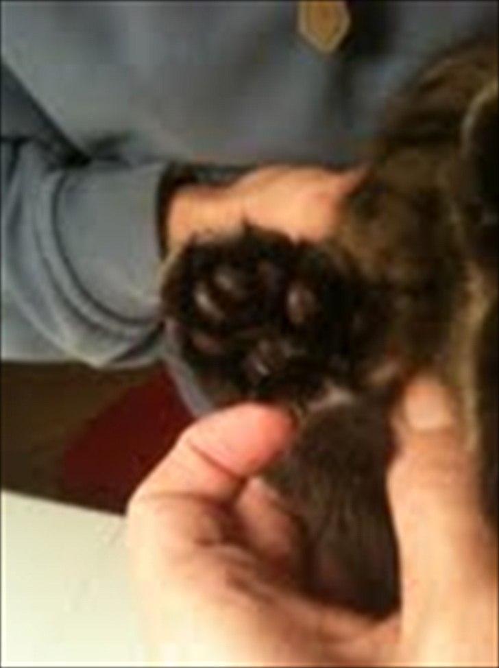 Blanding af racer Sigurd L. Vantekat(Ziggy) - bagpote 7 tæer billede 8