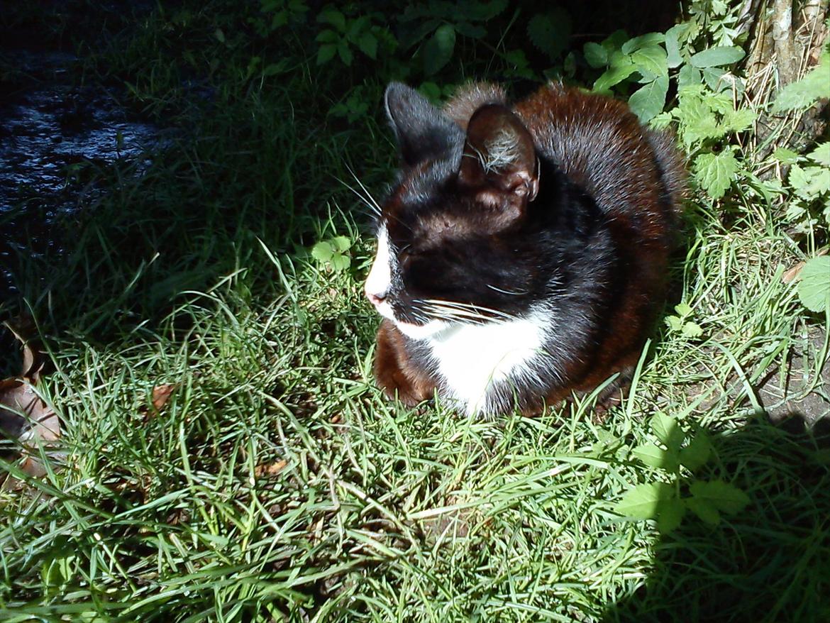 Huskat Stripe billede 1